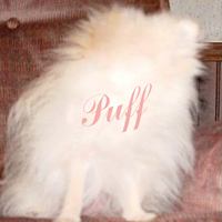 PUFF | Katalog zu Ausstellung | 2008